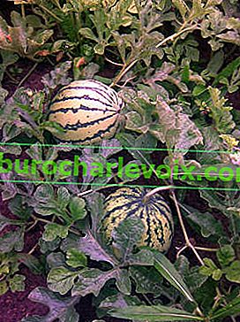 Wassermelonen auf dem Komposthaufen