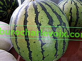 Wassermelonenstart