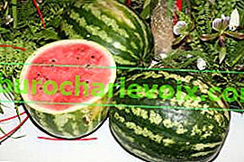 Wassermelone in der mittleren Spur gewachsen