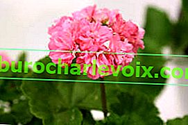 Pelargonium zonale Rosenknospe Noel Gordon