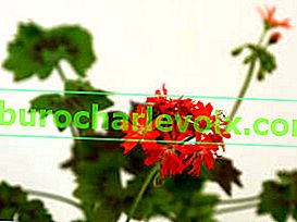 Pelargonium zoned stellate Chine