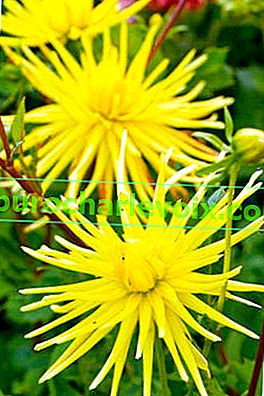 Dahlia Grysons gelbe Spinne