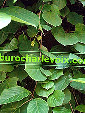 Schisandra čínská (Schisandra chinensis)