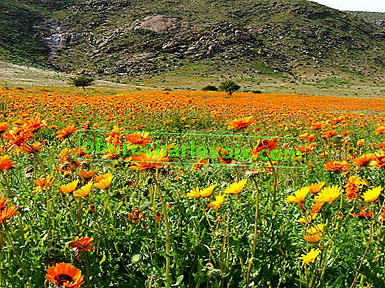 Arctotis velkolepý (Arctotis fastuosa) v provincii Namaqualand.  Foto: Irkhan Udulag (Jižní Afrika)