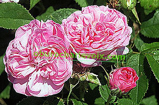 Damašská růže (Rosa damascena)