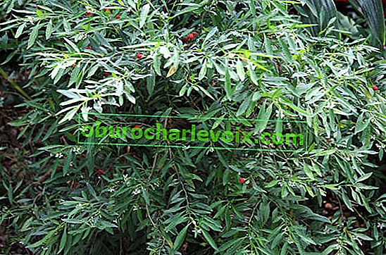 Nightshade (Solanum sp.) Ve skleníkové půdě (květen)