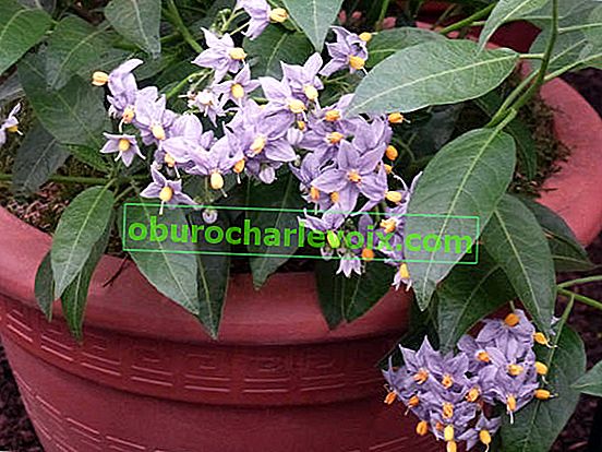 Kudrnatý lilek Solanum crispum Glasnevin
