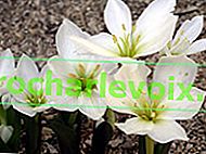 Colchicum szovitsii