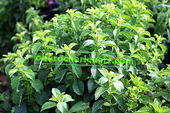 Stevia (medena biljka)