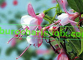 Fuchsia хибриден джинджифил