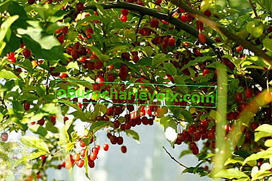 Gumi nebo vícebarevný dub (Elaeagnus multiflora) 