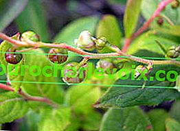 Leucothoe Grey (Leucothoe grayana), rože