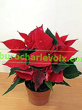 Коледна звезда (Euphorbia pulcherrima)