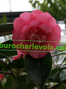 Japanische Kamelie (Camellia japonica)