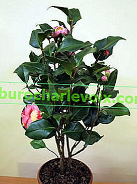 Japonská kamélie (Camellia japonica)