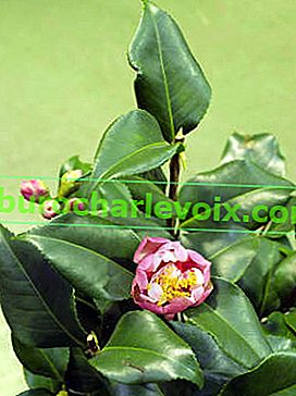 Japonská kamélie (Camellia japonica)