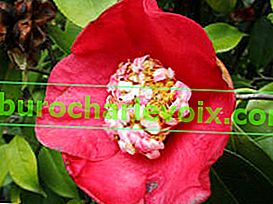 Japanische Kamelie (Camellia japonica)
