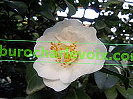 Japonska kamelija (Camellia japonica)