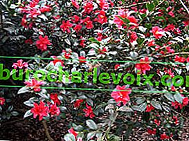 Japanska kamelija (Camellia japonica)