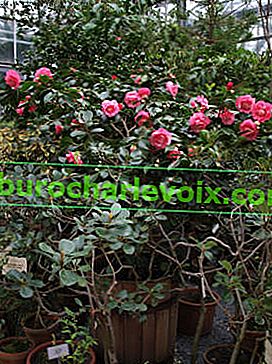 Japanska kamelija (Camellia japonica)