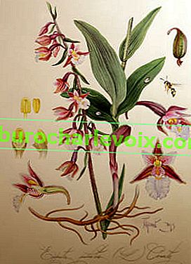 Pavel Pugachev.  Marsh Dremlik Epipactis palustris