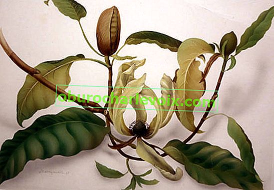 Olga Makrushenko.  Magnolia s dlouhými špičkami Magnolia acuminata