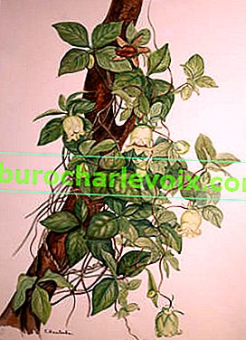 Sofia Matveeva.  Codonopsis lanceolate Codonopsis lanceolata