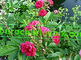 Park ruža Pink Grootendorst