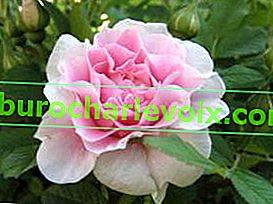 Роза паркова Martin Frobisher