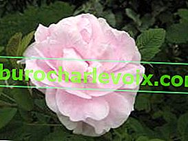 Парк роза Terese Bugnet