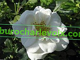 Роза паркова Blanc Double de Courbet
