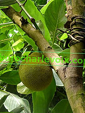 Jackfruit (Artocarpus heterophyllus) v BS Kew