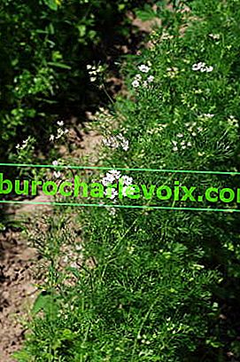 Výsev koriandru (Coriandrum sativum)