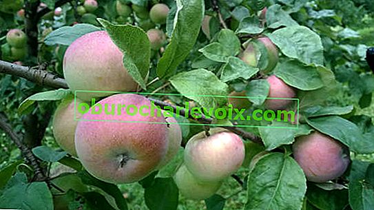Ябълково дърво в памет на Тихомиров