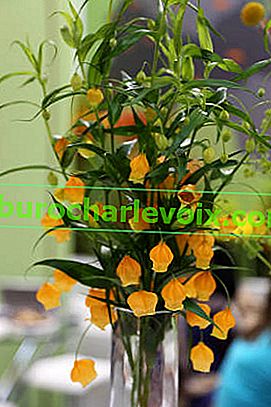 Orange Sandersonia (Sandersonia aurantiaca) řez