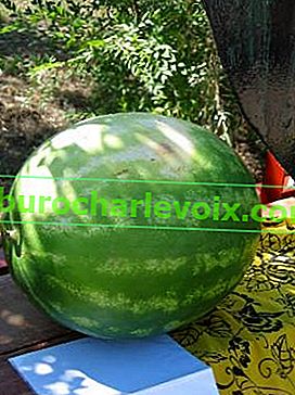 Meloun Oblíbené