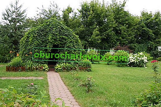 Ein mit jungfräulichen Trauben geflochtener Pavillon im Innenhof von Slobodka gegenüber dem Eingang zum Museum für Nachlasskultur