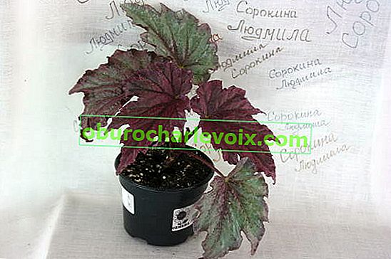 Begonia Can Can