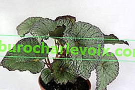 Begonia DS-Perly 