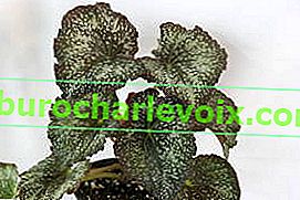 Begonia DS-Lukomorye 