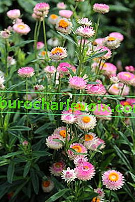 Savez Helichrysum bracteatum, miješajte