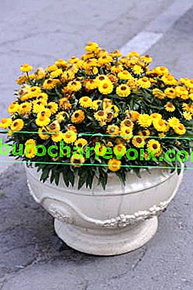 Helichrysum bracteatum Bikini zlato