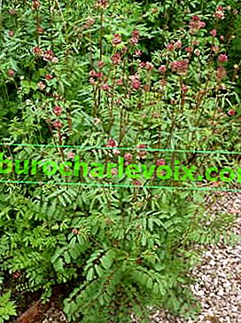 Burnet Medicinal (Sanguisorba officinalis)