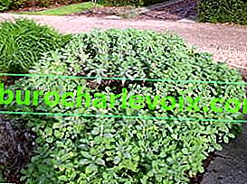 Sage officinalis (Salvia officinalis)