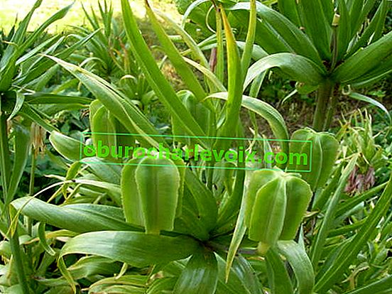 Императорски лескар (Fritillaria imperialis), неузрели плодове