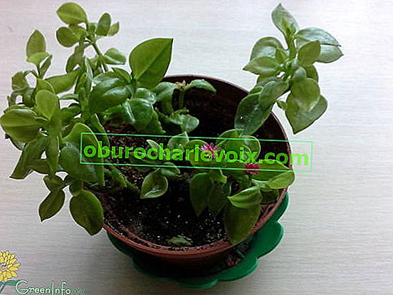 Aptenia cordifolia - sıcağı seven buz bitkisi