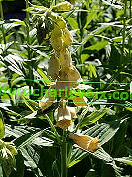 Büyük çiçekli yüksükotu (Digitalis grandiflora)