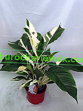 Спатифилум обилно цъфтящ (Spathiphyllum floribundum) Variegata