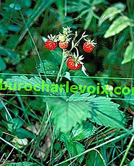 Lesní jahoda (Fragaria vesca)