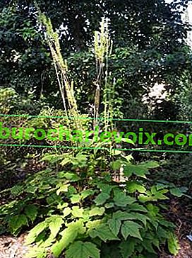 Črni kohoš (Cimicifuga racemosa)